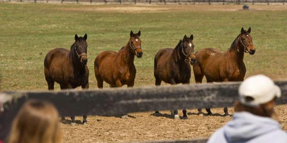 4 horses lined up in a corral