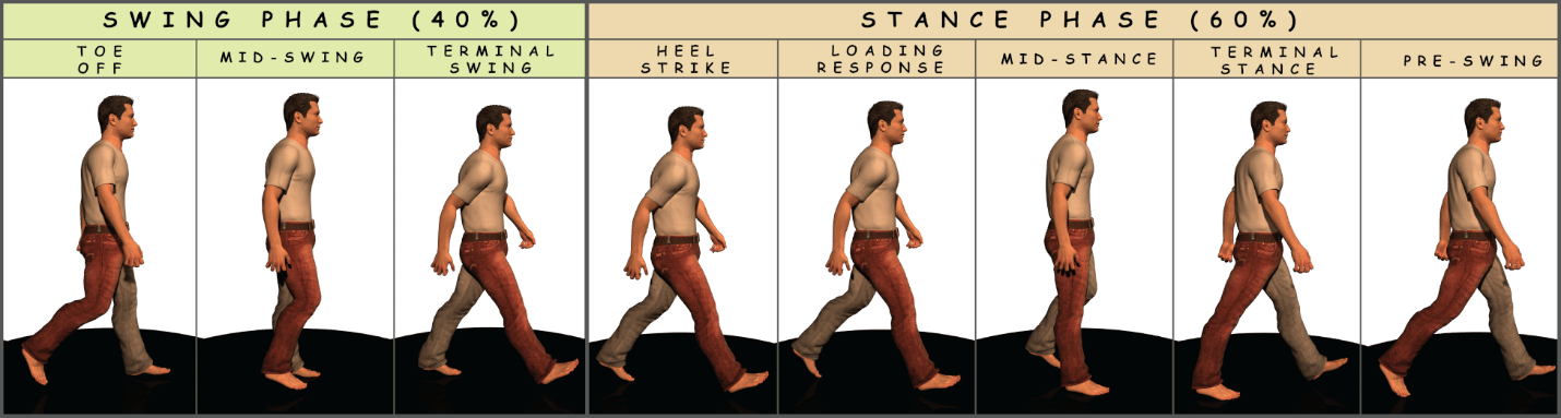 A series of images showing different stages of a person walking. The right and left legs are in a different colour to bring attention to the position of the leg and foot at different stages of the gait cycle.